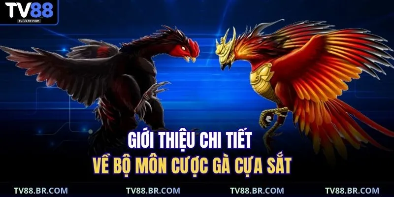 Đá Gà Cựa Sắt – Trực Tiếp Hấp Dẫn, Cược Lớn Thắng To 3 Giới thiệu chi tiết về bộ môn cược gà cựa sắt