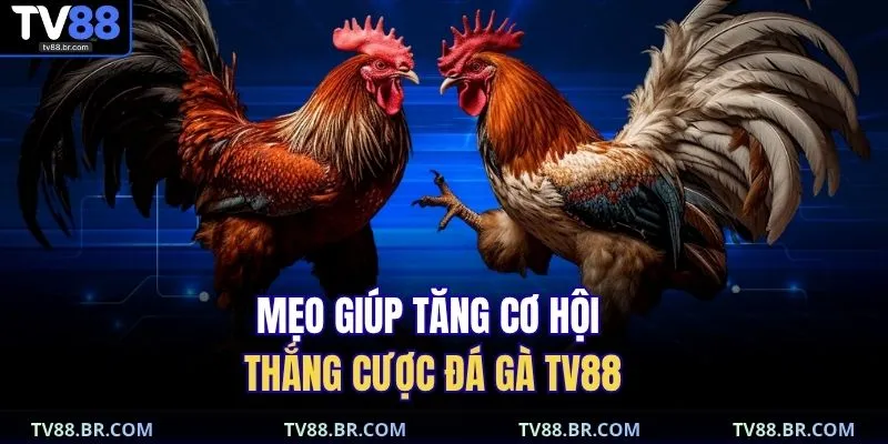 Mẹo giúp tăng cơ hội thắng cược đá gà TV88