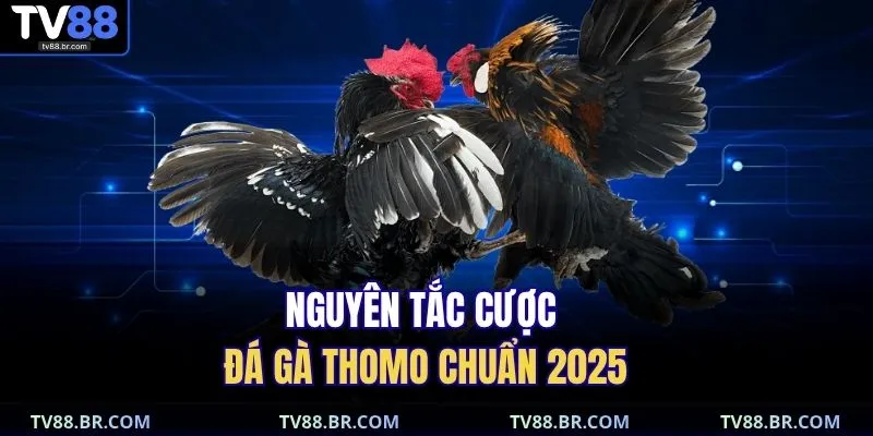 Đá Gà Thomo TV88 | Tuyệt Kỹ Soi Kèo Chuẩn Xác 2025 2 Nguyên tắc cược đá gà Thomo chuẩn 2025